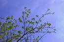 Blue_and_Green.jpg
