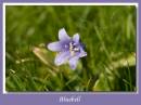 Bluebell1.jpg