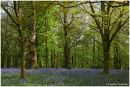 Bluebell_Woods1.jpg
