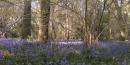 Bluebells-1.jpg