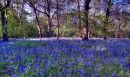 Bluebells-2-Hillhouse-12_05_12.jpg