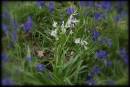 Bluebells2.jpg
