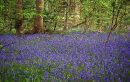 Bluebells4.jpg