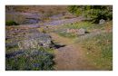 Bluebells6.jpg