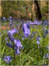 Bluebells_.JPG