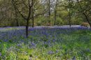 Bluebells_1.jpg