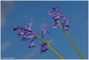 Bluebells_1_.jpg