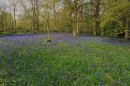 Bluebells_21.jpg