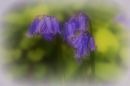 Bluebells_22.jpg