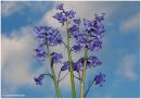 Bluebells_2_.jpg