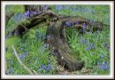 Bluebells_31.jpg