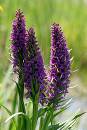 Bunched-orchids-4-June.jpg