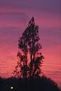 Burning-Bush.jpg