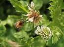 Busy_Bee.jpg