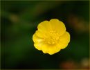 Buttercup.jpg