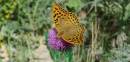 Butterfly_and_Nature.jpg