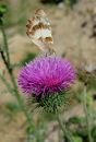 Butterfly_and_Nature1.jpg