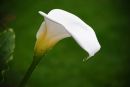 CALLA_LILY_7.jpg