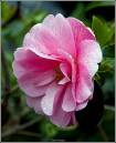 CAMELLIA_.jpg