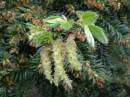 CATKINS4.jpg