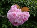 CHERRY_BLOSSOM.jpg
