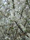 CHERRY_BLOSSOM_1.jpg