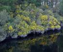 COMMON_GORSE.jpg