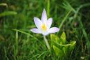 CROCUS_2.jpg