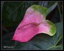 CRW_0035B.jpg