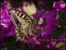 CRW_4303.jpg