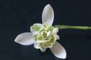 CRW_5157Double_Snowdrop.jpg