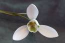 CRW_5174_Single_Snowdrop.jpg