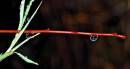 CSC_0046_twig_with_drop_1_colour_adobed_Medium_.jpg