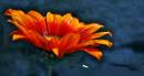CSC_0059_beautiful_orange_flower_2_tinted_Medium_.jpg