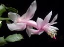 C_flower_black_BG_resize.jpg