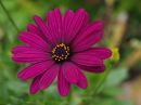 /gallery/data/505/thumbs/C_flower_purple_r.jpg