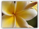 C_frangipani.jpg