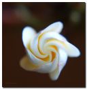 C_frangipani_bud_2_r.jpg