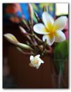 C_frangipani_vase_bud_r.jpg