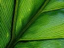 C_leaf_detail_r.jpg