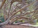 C_trees_at_park_1_rr.jpg