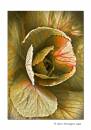 Cabbage-Flower.jpg