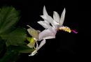 Cacti_Flower11.jpg