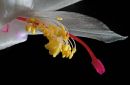 Cacti_Flower3.jpg