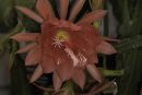 Cacti_flower4.jpg