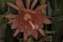 Cacti_flower_small.jpg