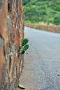 Cactus1.jpg