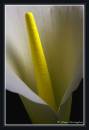 Calla-Lilly.jpg