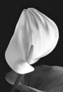 Calla_Lily_Img0103_Calla_bw_web700hsr72.jpg