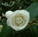 Camellia.jpg